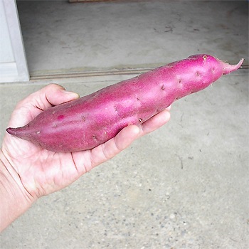 �ܺ�����ָ�Ϻ���� M������ 5kg������������ľ���Τ��Ĥޤ��� �����ᾦ�ʢ�