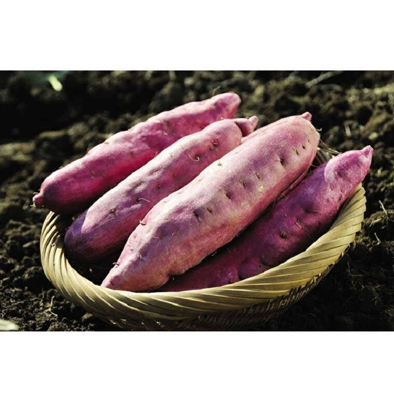 �����Ĳ̡����šʤȤߤġ˶�� 5kg ��/��  �����ᾦ�ʢ�