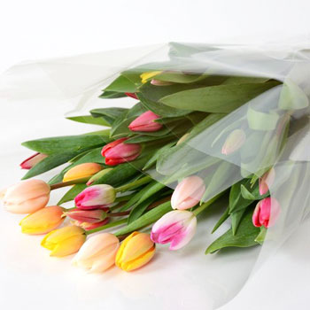 �֥ߥå����֡��� �������� 25���� 8033�� �ٻ��������塼��åפβ�«����ľ��