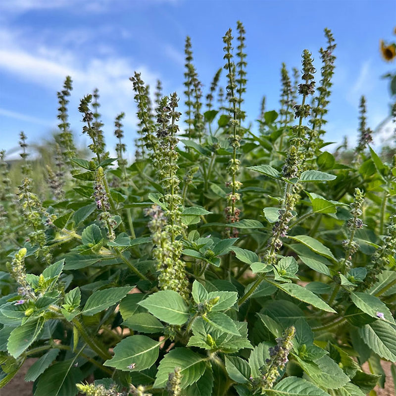 NTG(���̥ƥ�������)��CHA-CHA-CHA(250ml/500ml)�ס��������ߡ�