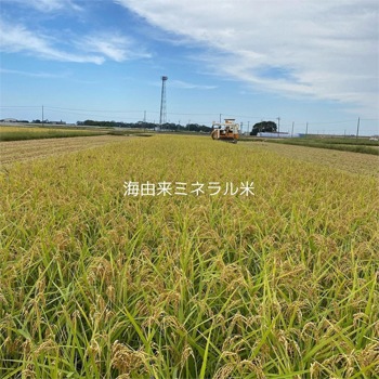 ������6ǯ��ͽ����ճ��ϡ��������졧������6ǯ�ٻ� �����Ҥ��� ���ߥͥ���� ����(4.5kg/9kg)�׳�ͳ��������ǤĤ��뤳��������