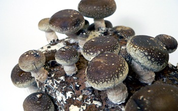 ���������Ӿޤ������� ���ݥ��åȡ֤����� ���������� �����ᾦ�ʢ�