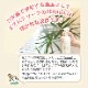 Sourif ���꡼�� 500ml