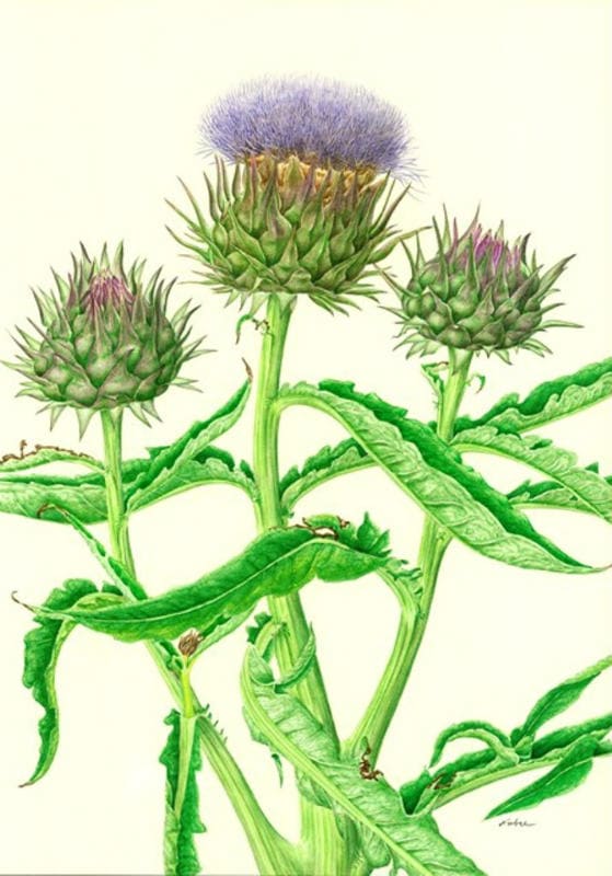 【F0号】アーティチョークの花 原画 油絵 7月25日の花】アーティチョーク 野性味あふれる花をメイソンジャーに