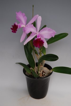 �ڥ��ȥ��ۡ��ԥ󥯡�2��Ω