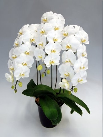 �ڸ�ĳ���ۡ���3��Ω��30�������