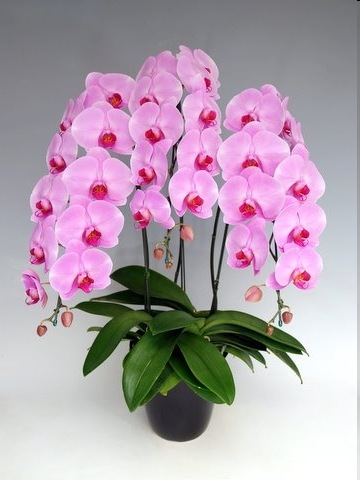 �ڸ�ĳ���ۡ��ԥ󥯡�3��Ω��30�������