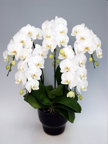 �ڸ�ĳ���ۡ���5��Ω��45�������