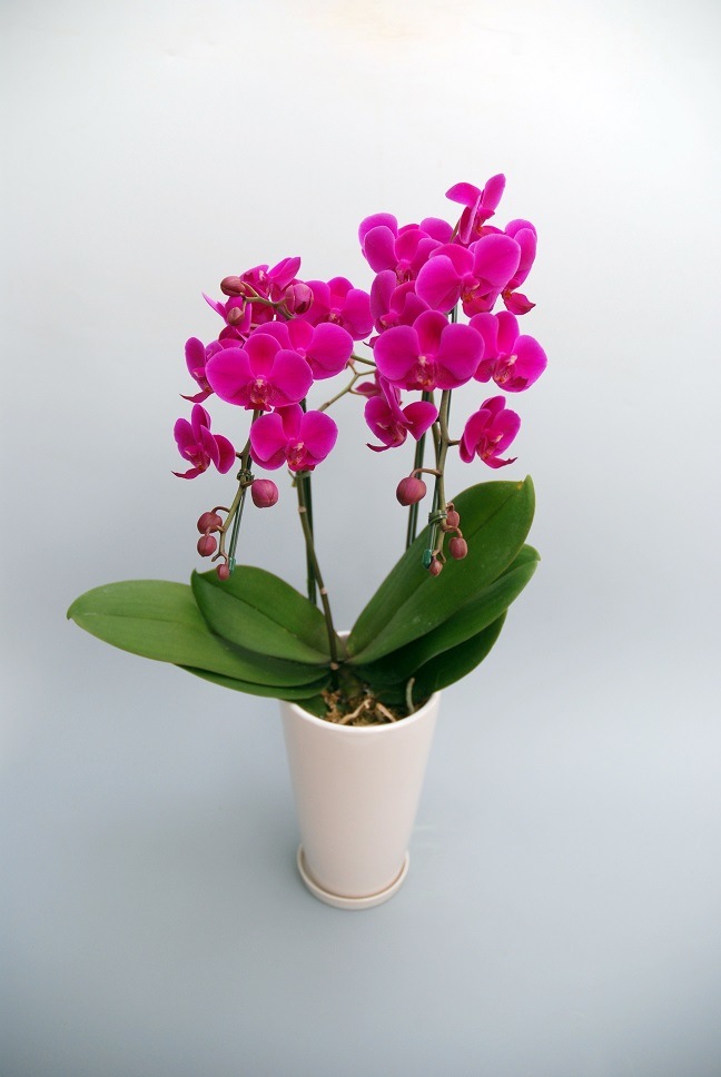 ڥ󥯥ݥåȡۡŷȡ2Ω