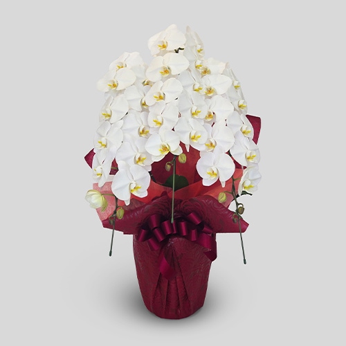 【OKURIKA】胡蝶蘭（白）