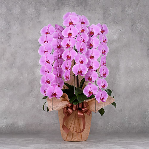 【OKURIKA】胡蝶蘭（ピンク）