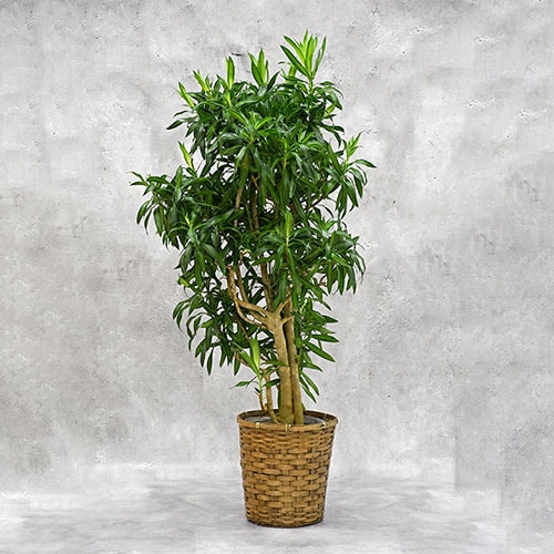 OKURIKA】観葉植物 ウンベラータ 10号鉢