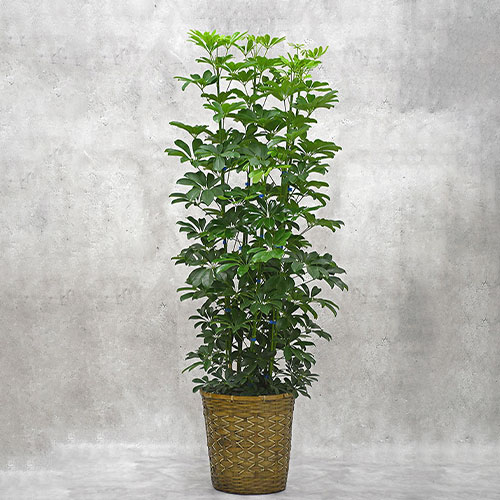 【OKURIKA】観葉植物 シェフレラ（カポック）10号鉢