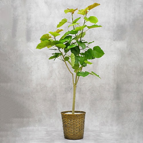 その他観葉植物 okura OKURIKA】観葉植物 シェフレラ（カポック）10号鉢