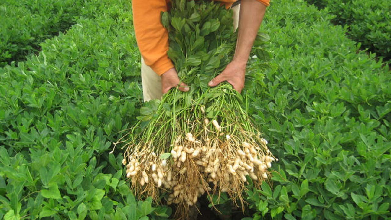 【オオノ農園】ピーナッツぜんざい6個セット