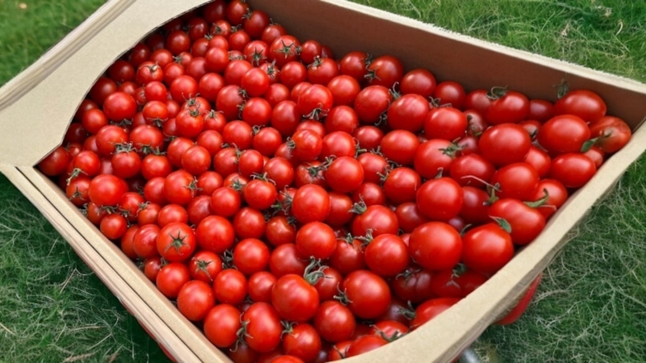 【川村とまと園】フルーツミニトマト1.2kg