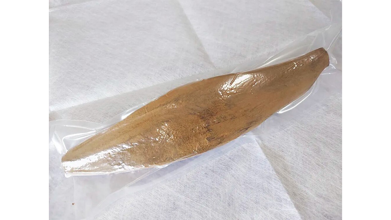 【マルリ】本枯本節（背節1本）