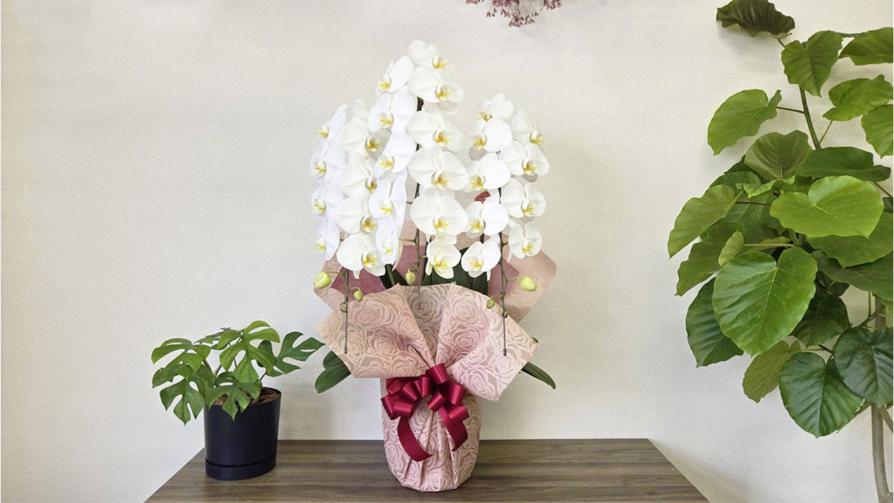 【OKURIKA】胡蝶蘭（白）