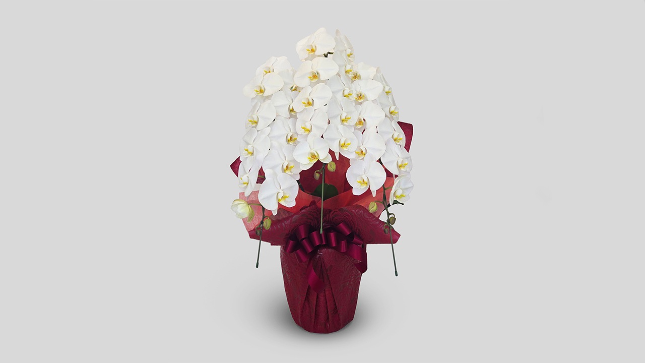 【OKURIKA】胡蝶蘭（白）