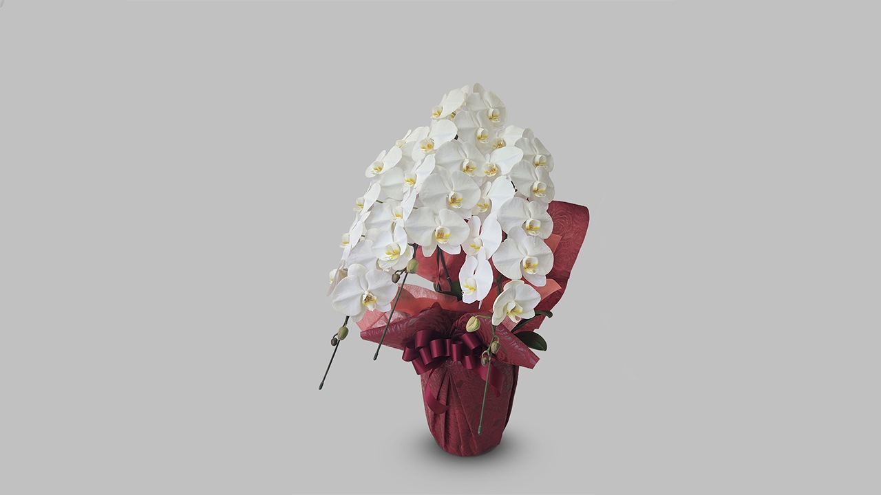 【OKURIKA】胡蝶蘭（白）