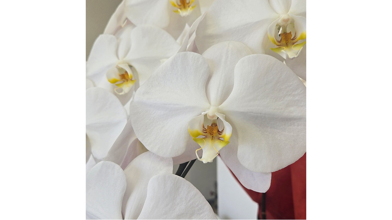 【OKURIKA】胡蝶蘭（白）