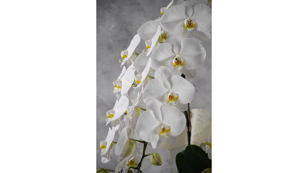 【OKURIKA】胡蝶蘭（白）