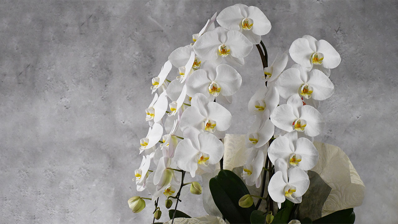 【OKURIKA】胡蝶蘭（白）