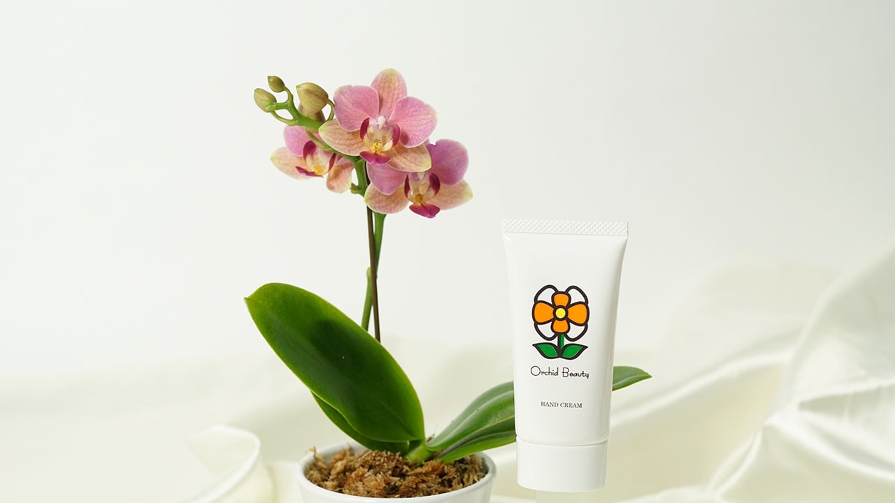 【オーキッドビューティー】小さな胡蝶蘭とハンドクリームセット（パプリカ）