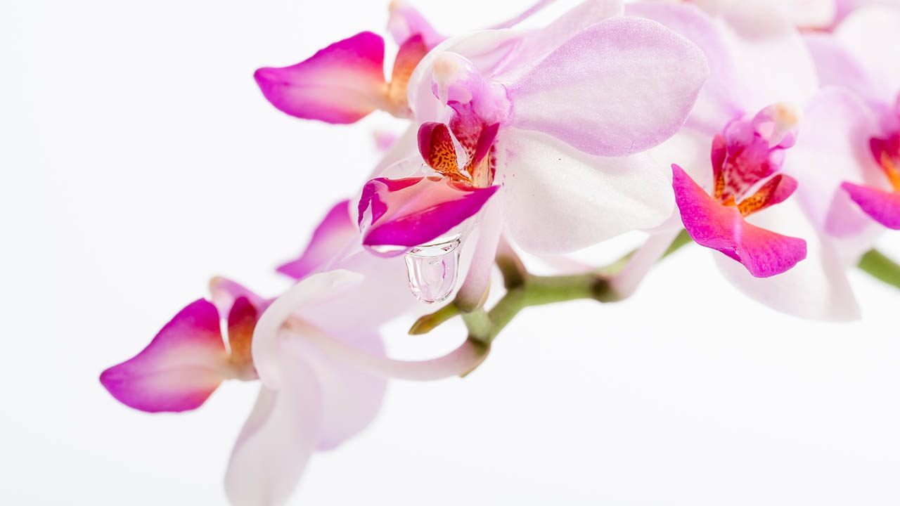 【オーキッドビューティー】アンナララティ美容液 パウチと蘭のセット