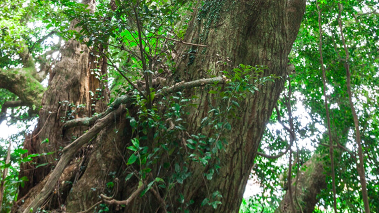 【CHIBASAKE】THE EVOLUTION 02