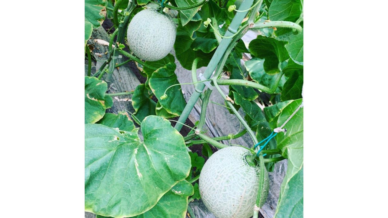 〈ご好評につき完売〉【石井農園】長生マスクメロン（1個）