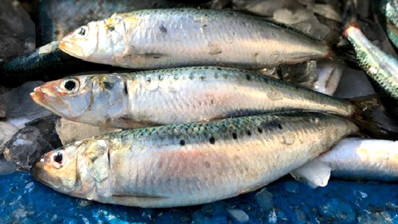 【みうらや】<送料無料>氷温熟成　常陸産梅入りいわし煮10パック入り