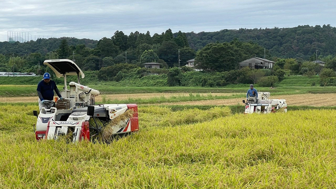 ≪期間限定特価品≫【フレッシュファームちば】みなよし米 玄米 20kg