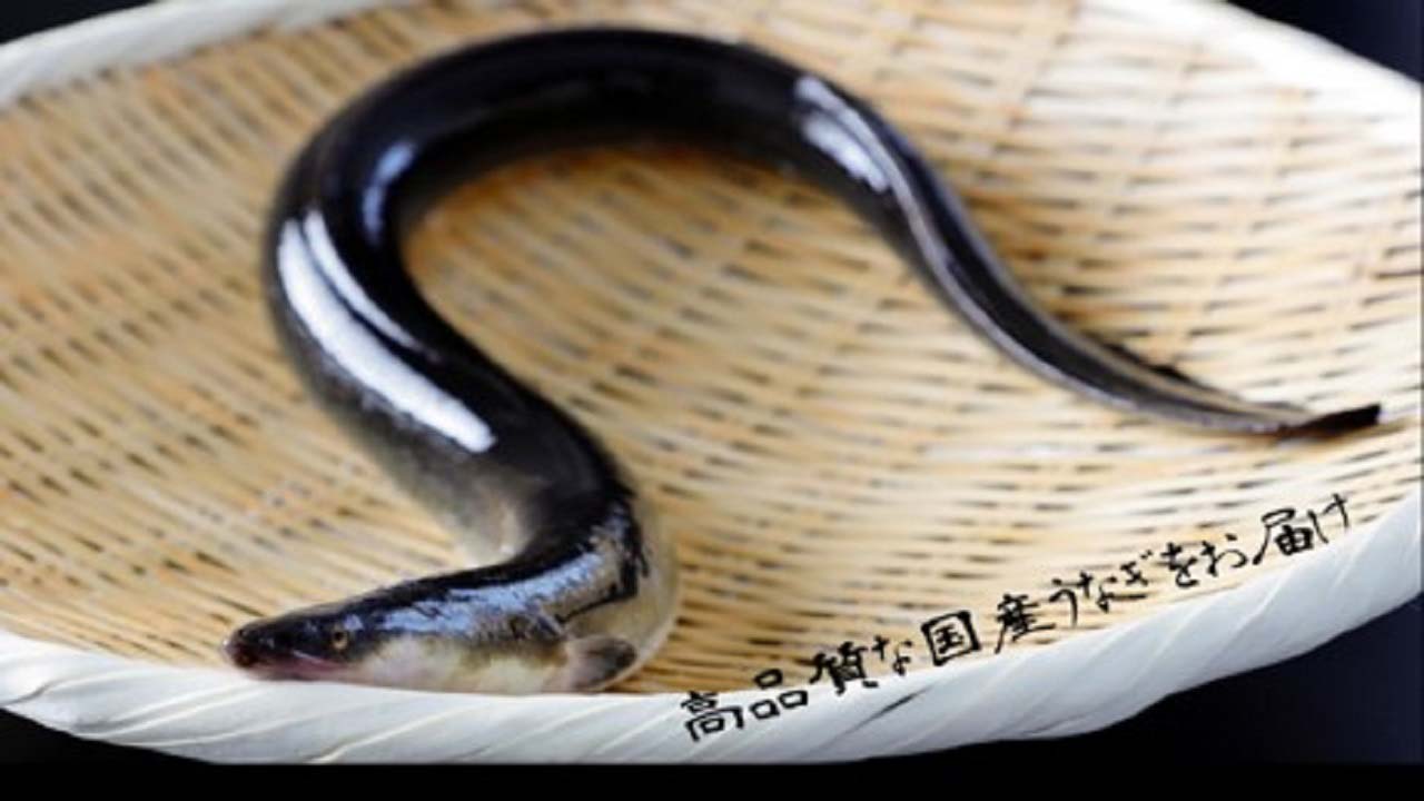 【南総里見うなぎ】国産うなぎの白焼き　1尾