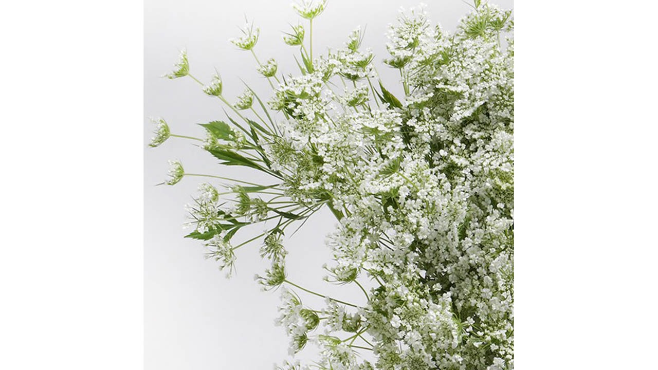 早坂園芸 ホワイトレースフラワー 大 約60本 出品者一覧 早坂園芸 C Valueショッピング 早坂園芸 ホワイトレースフラワー 大 約60本 出品者一覧 早坂園芸 C Valueショッピング