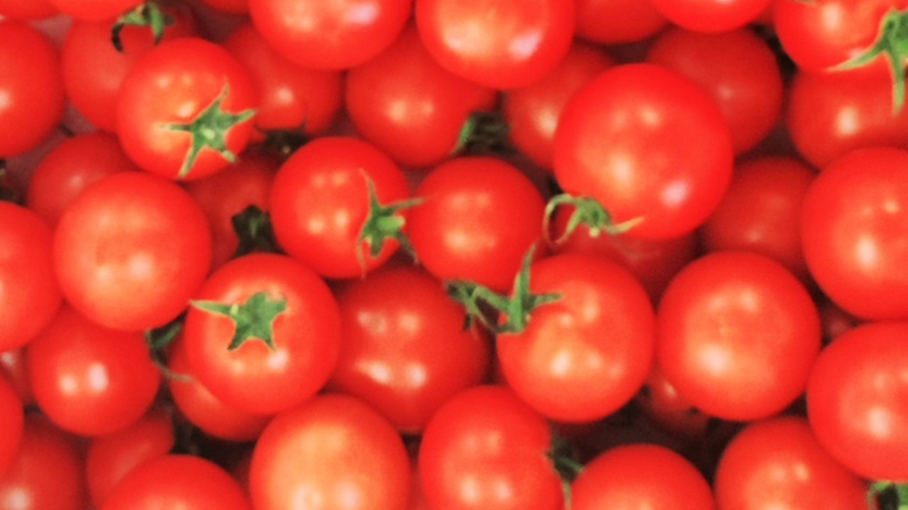 【花いちご農園】〈ワンダフルトマト〉赤 フルティカ1kg