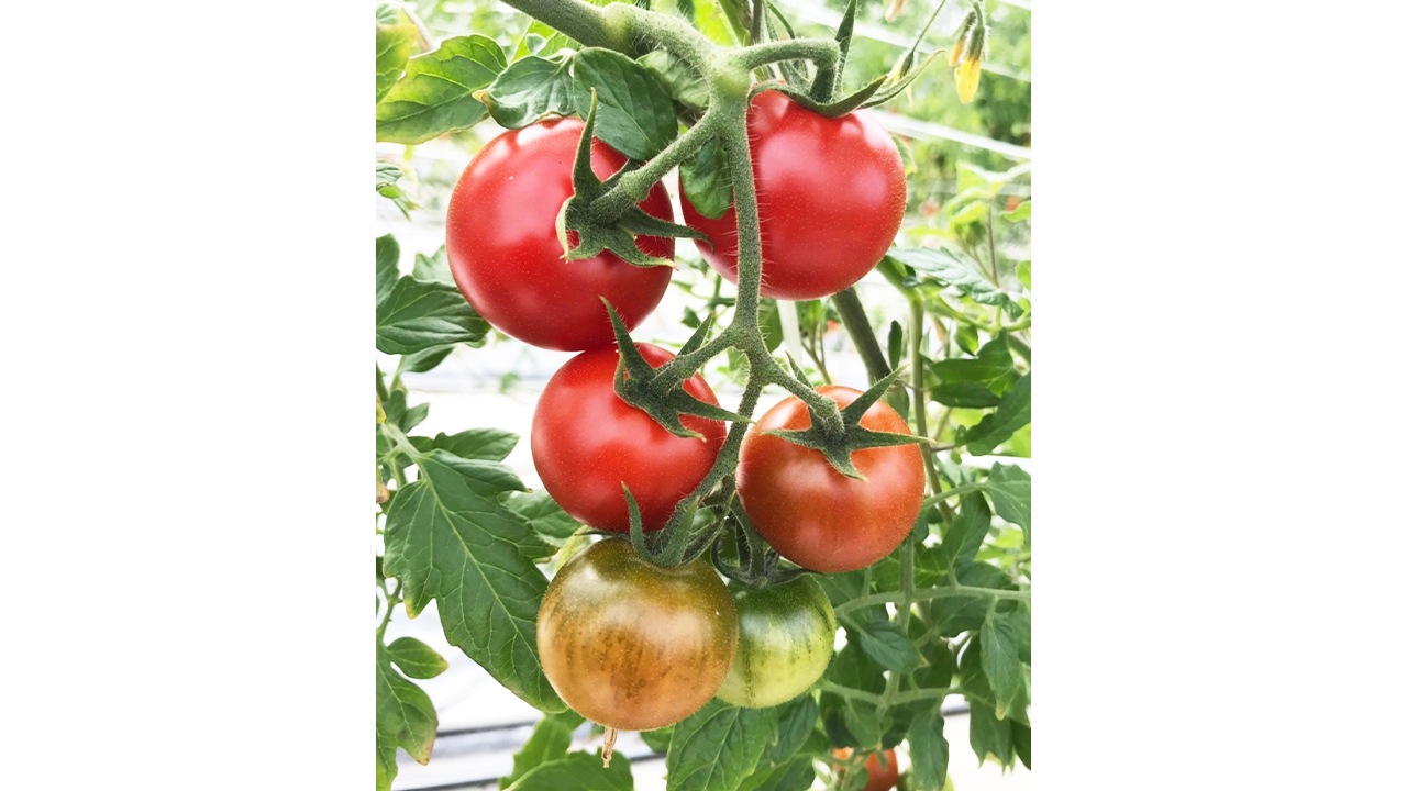 【花いちご農園】〈ワンダフルトマト〉赤 フルティカ1kg