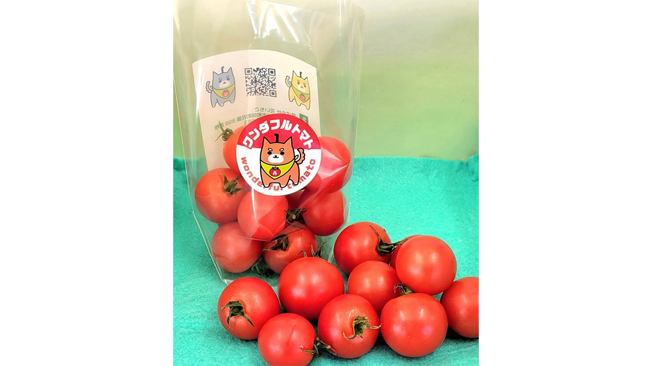 【房植】〈ワンダフルトマト〉フルティカ200g