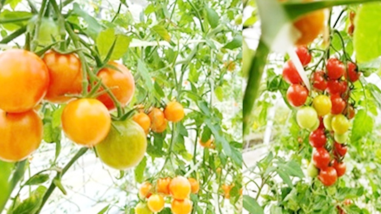 【房植】〈ワンダフルトマト〉フルティカ200g