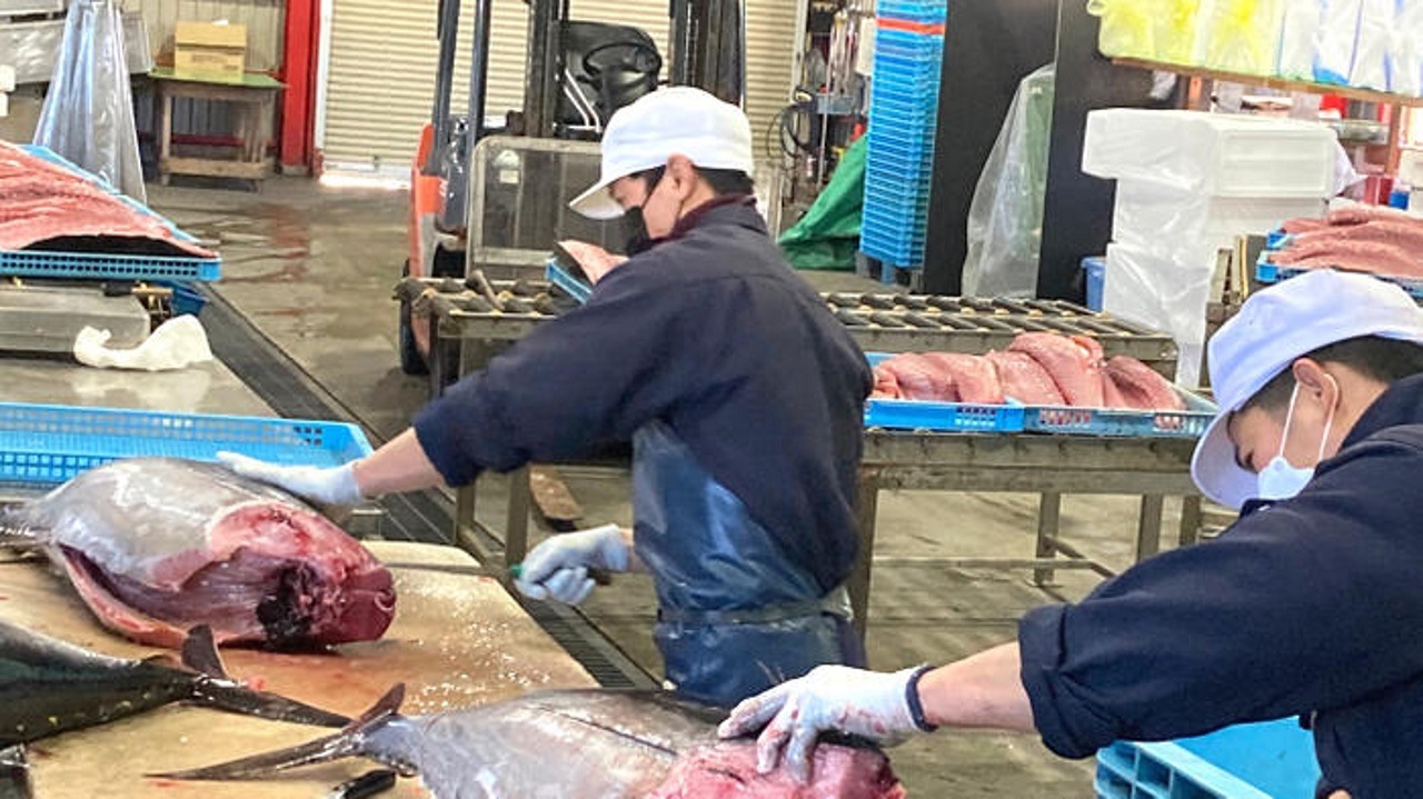 【シバショウ】<送料無料>金目鯛(まるごと)　1尾【液体凍結】