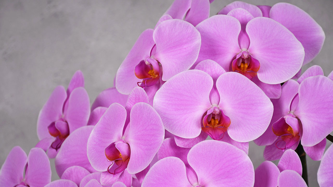 【OKURIKA】胡蝶蘭（ピンク）