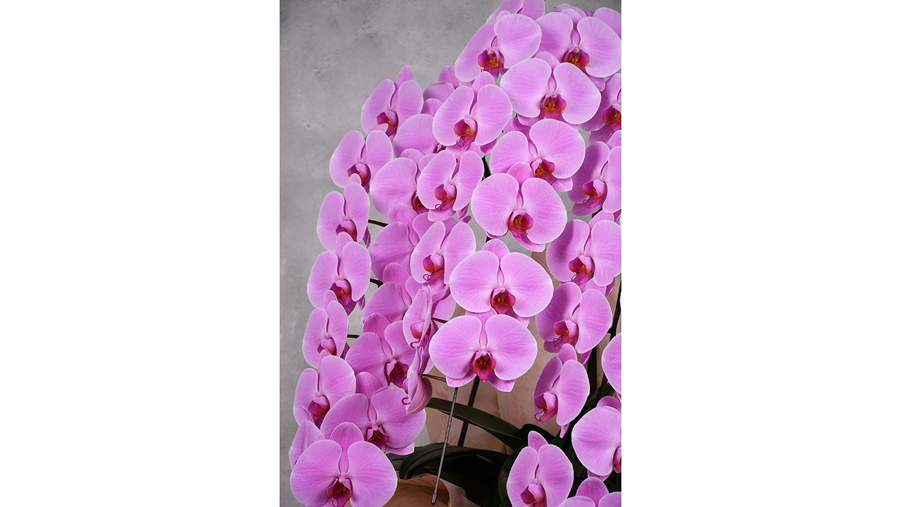 【OKURIKA】胡蝶蘭（ピンク）