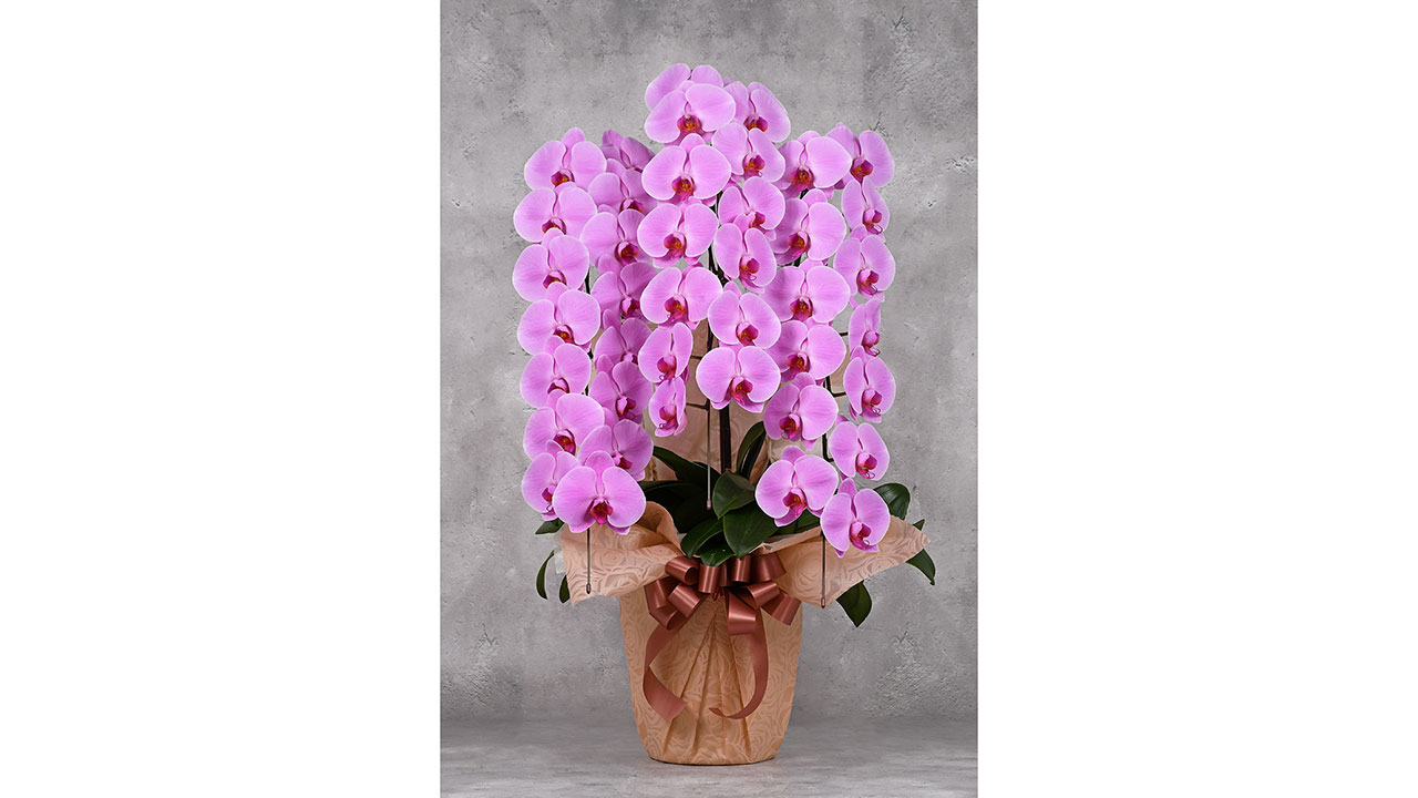 【OKURIKA】胡蝶蘭（ピンク）