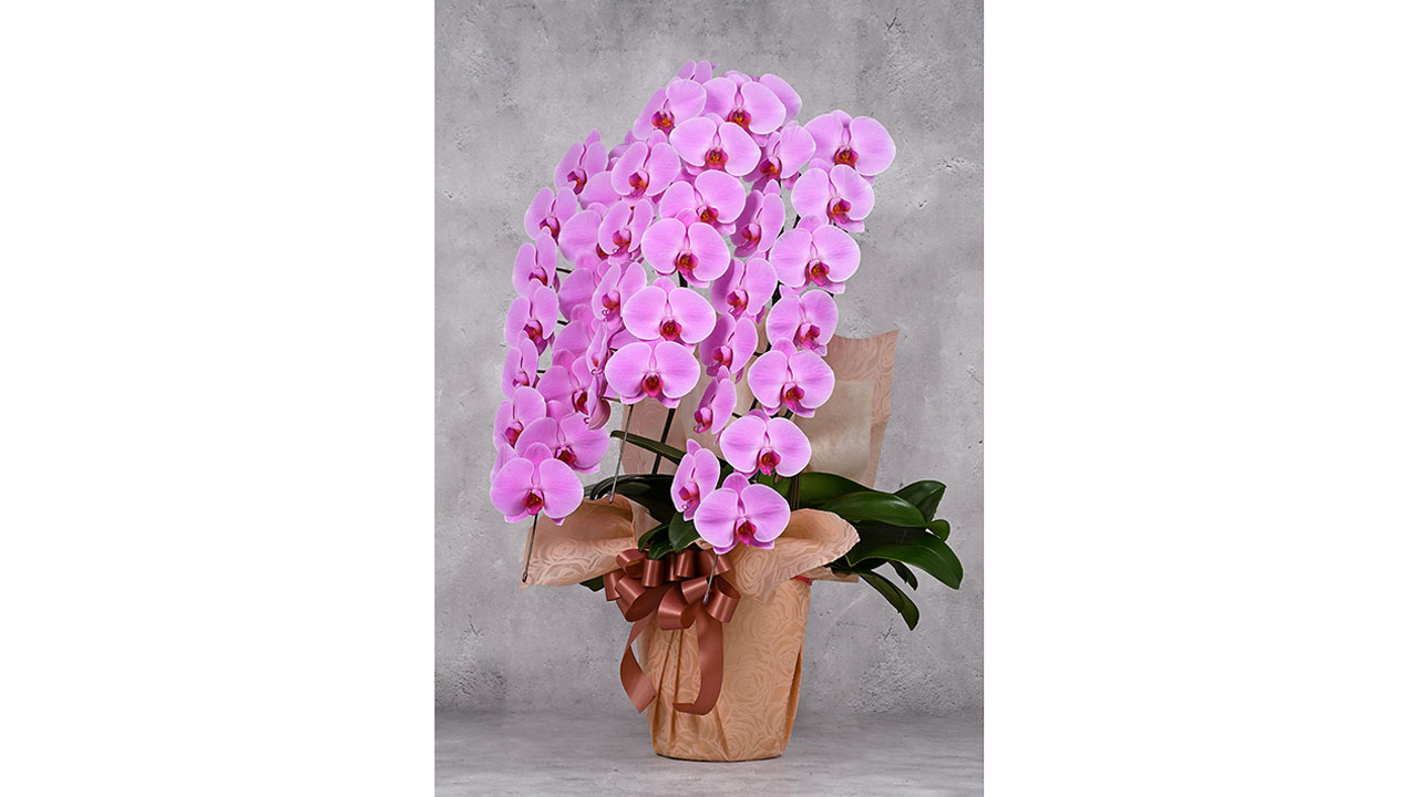 【OKURIKA】胡蝶蘭（ピンク）