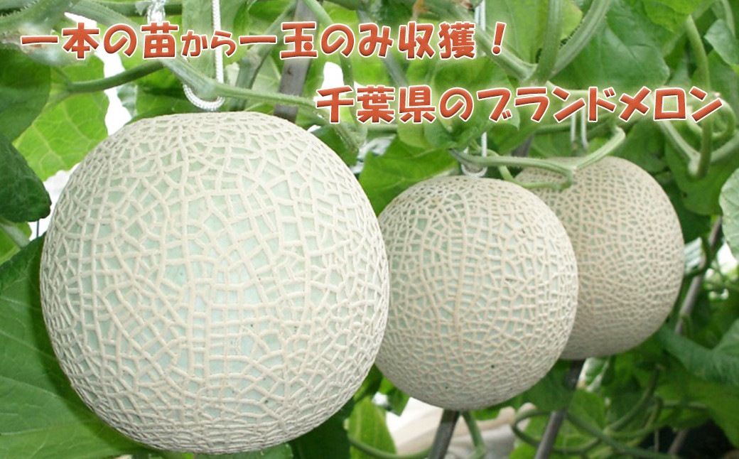 【高橋メロン農園】カットアクアメロン(1/8カット×7個)