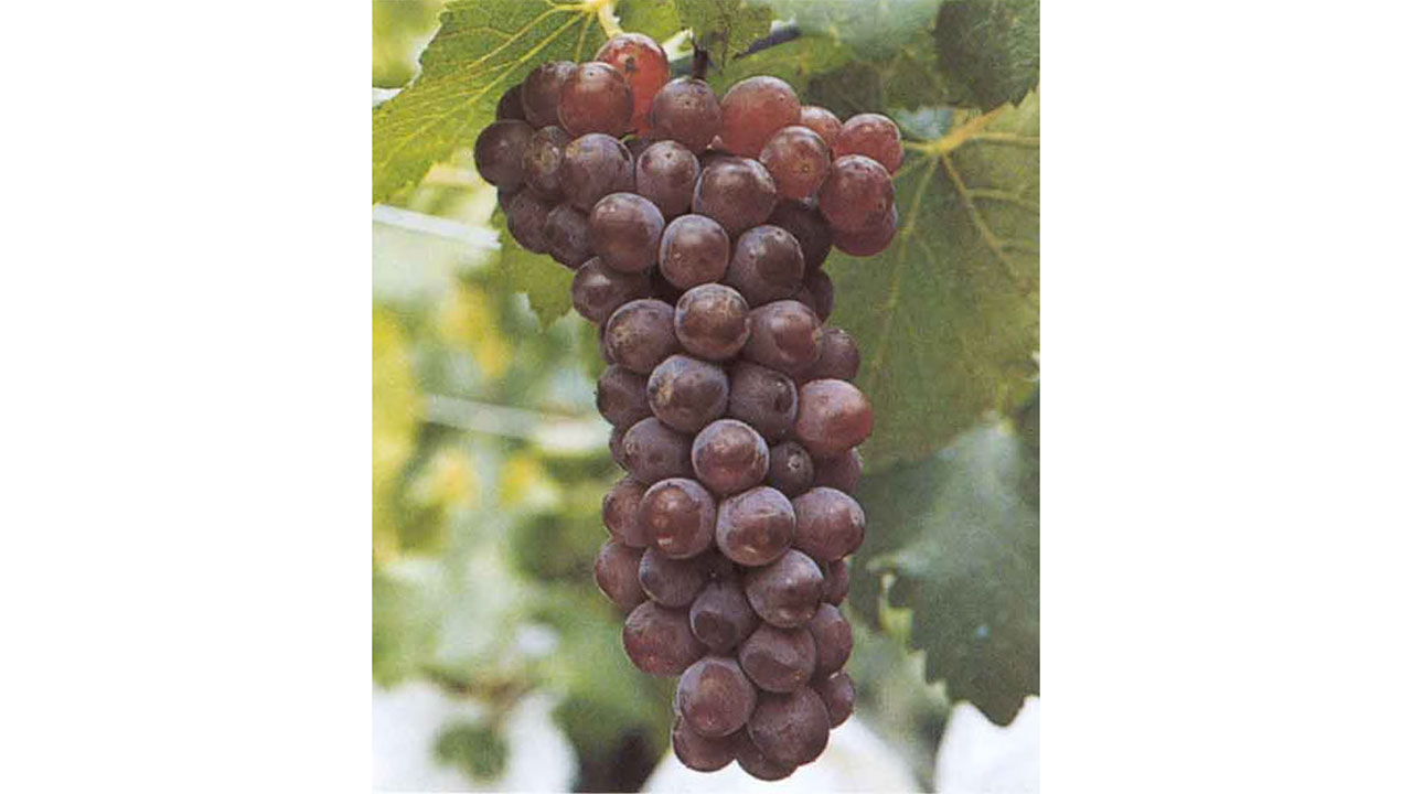 【アデカ】＜送料無料＞ソムリエが認めた酸化防止剤無添加 日本白ワイン