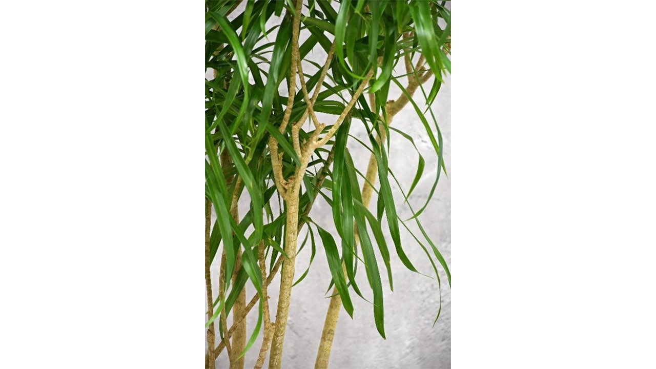 【OKURIKA】観葉植物 ドラセナ 8号鉢