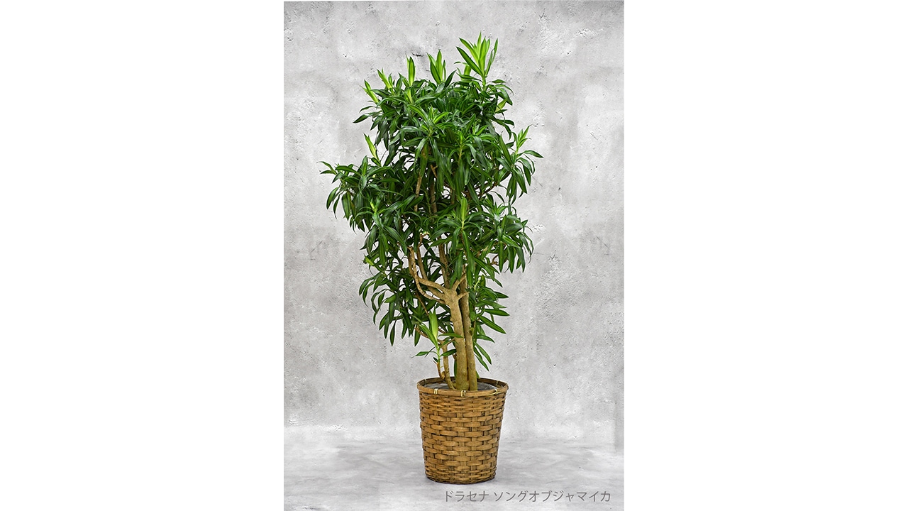 【OKURIKA】観葉植物 ドラセナ 8号鉢