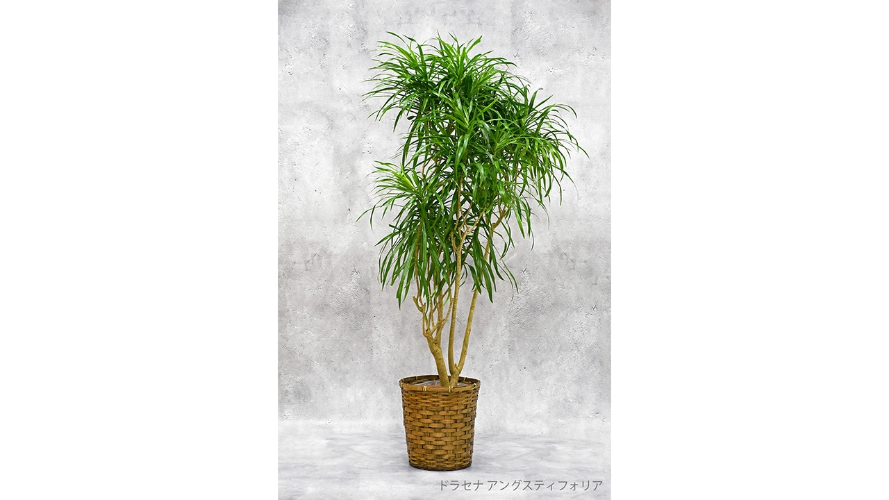 【OKURIKA】観葉植物 ドラセナ 8号鉢