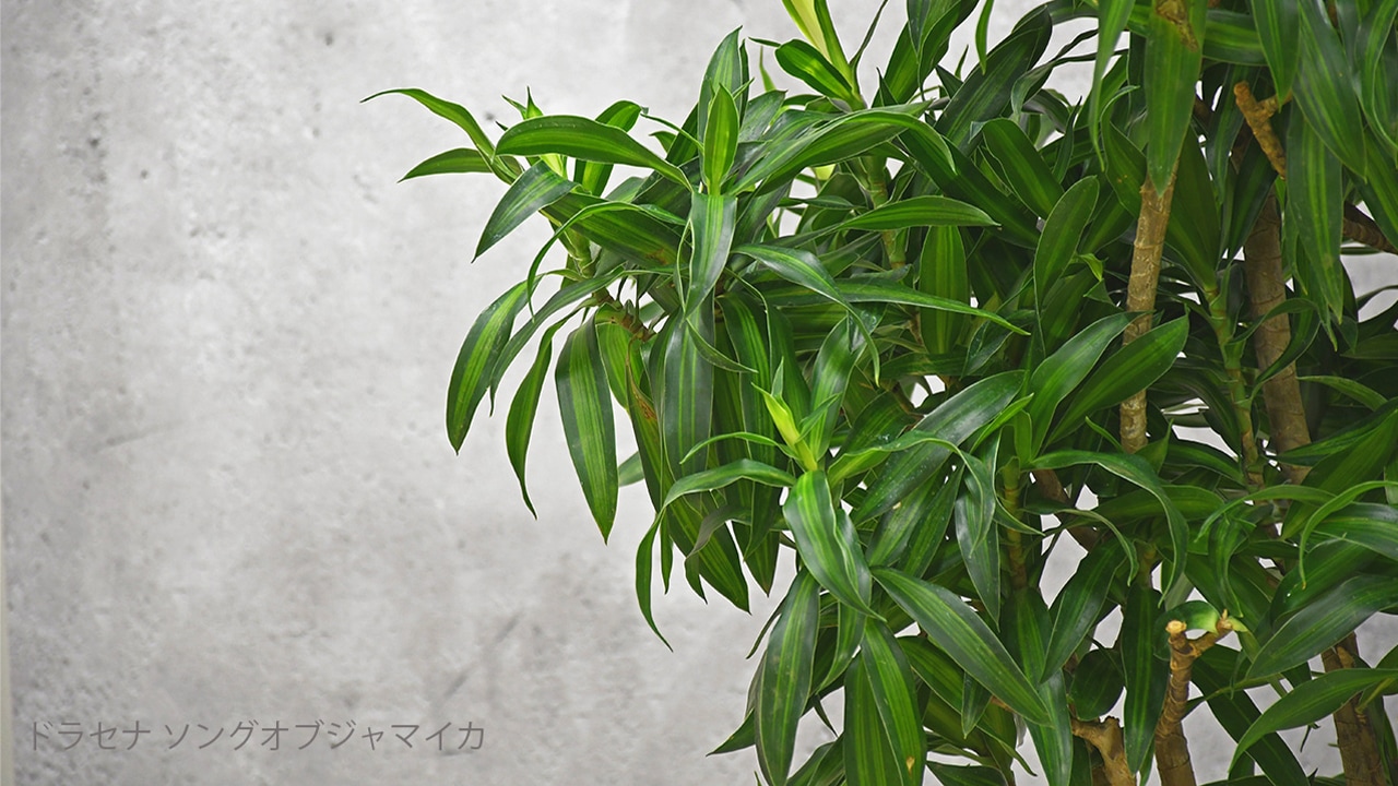 【OKURIKA】観葉植物 ドラセナ 8号鉢